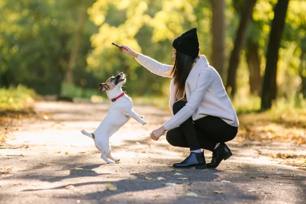 Action shot of a dog jumping up for a treat that a woman is holding in the woods